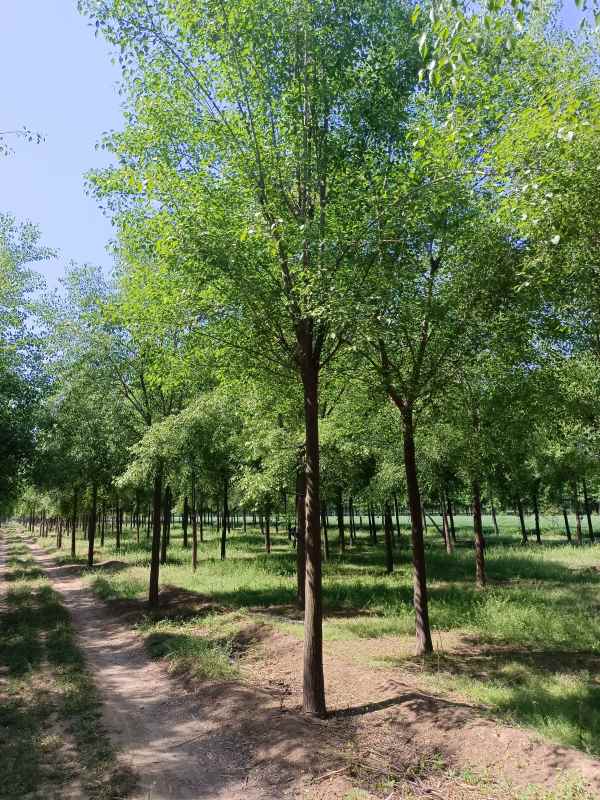 1732345931583839.jpg IMG_20220502_095958.jpg