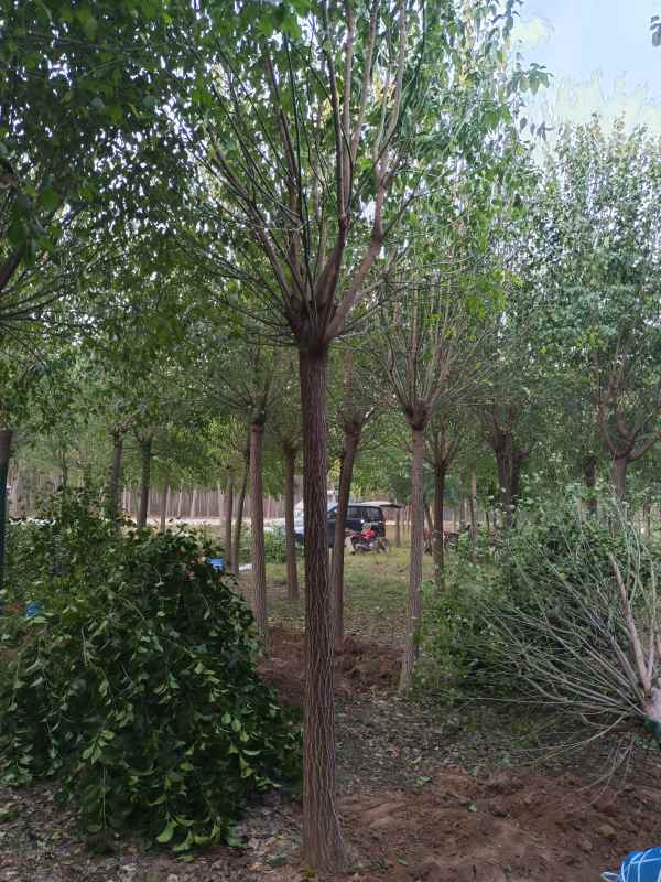 1732346004182524.jpg IMG_20221012_065637.jpg