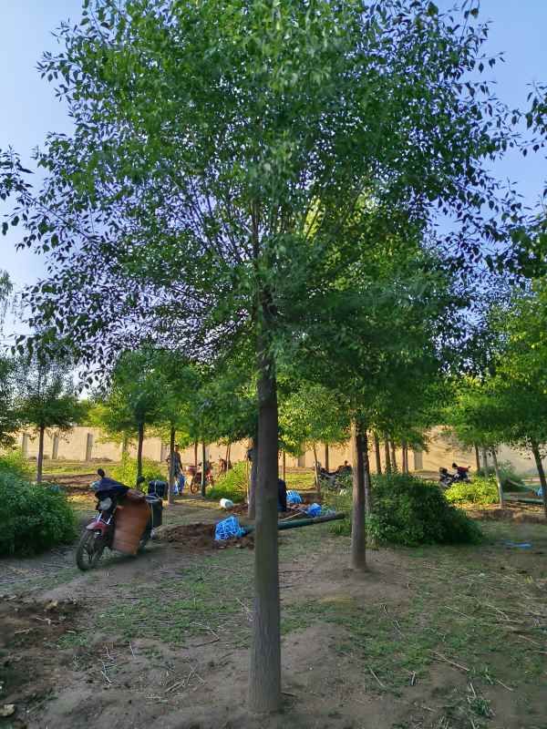 1732346334678582.jpg IMG_20230429_063453.jpg