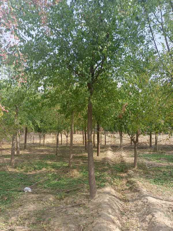 1732346720547050.jpg IMG_20221015_122036.jpg