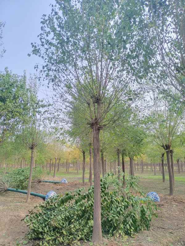 1732346893821710.jpg IMG_20221016_084317.jpg