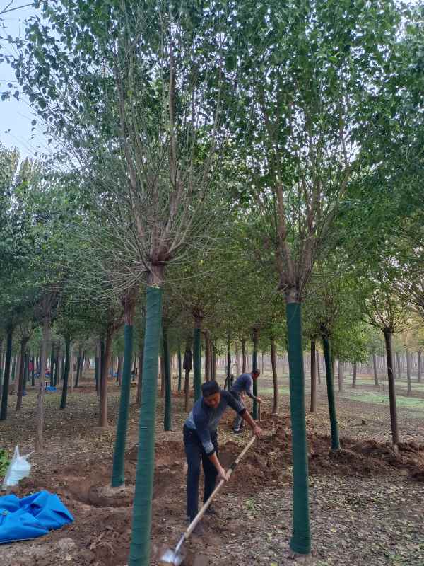 1732347651913097.jpg IMG_20221012_065726.jpg