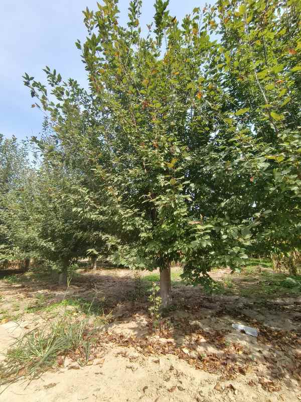 1732598952698876.jpg IMG_20230922_134617.jpg