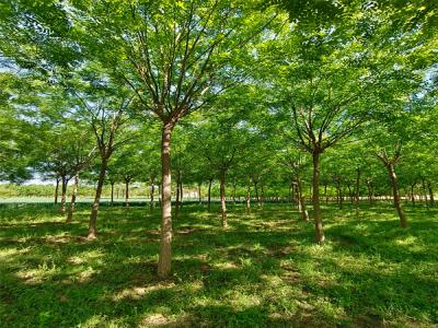國(guó)槐樹(shù)：城市園林綠化的優(yōu)選樹(shù)種