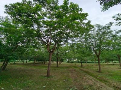 國(guó)槐樹(shù)種植：生態(tài)與經(jīng)濟(jì)效益的雙贏選擇