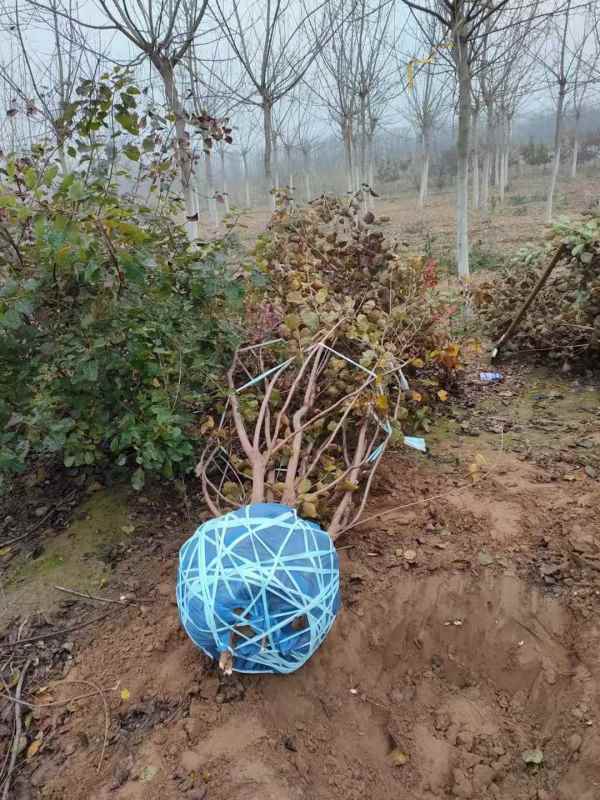 1733363143825904.jpg mmexport1636596082895.jpg