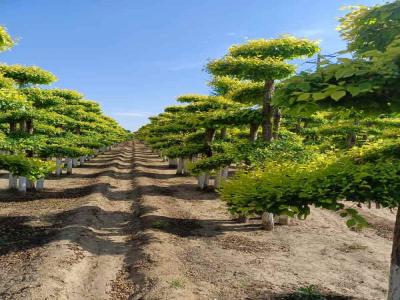 造型金葉榆：種植、修剪與景觀設(shè)計(jì)_提供免費(fèi)苗木報(bào)價(jià)