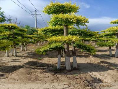 種植造型金葉榆，提升城市綠化品質(zhì)_提供免費(fèi)苗木報(bào)價(jià)