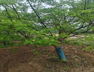 普及12公分垂柳種植需要注意點什么呢！