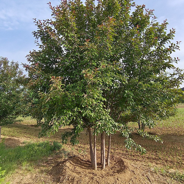 1754703570732920.jpg 1750404247245940.jpg